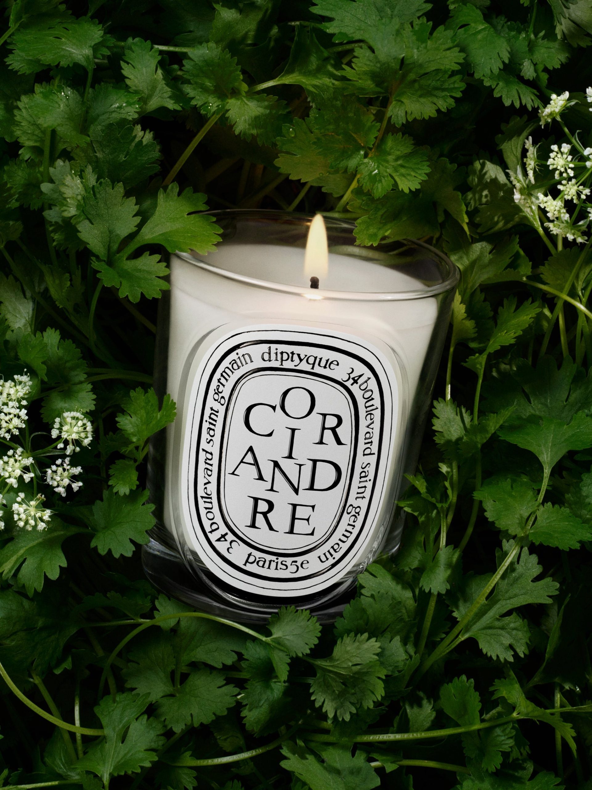 Coriandre (Coriander) - Classic Candle - Image 3