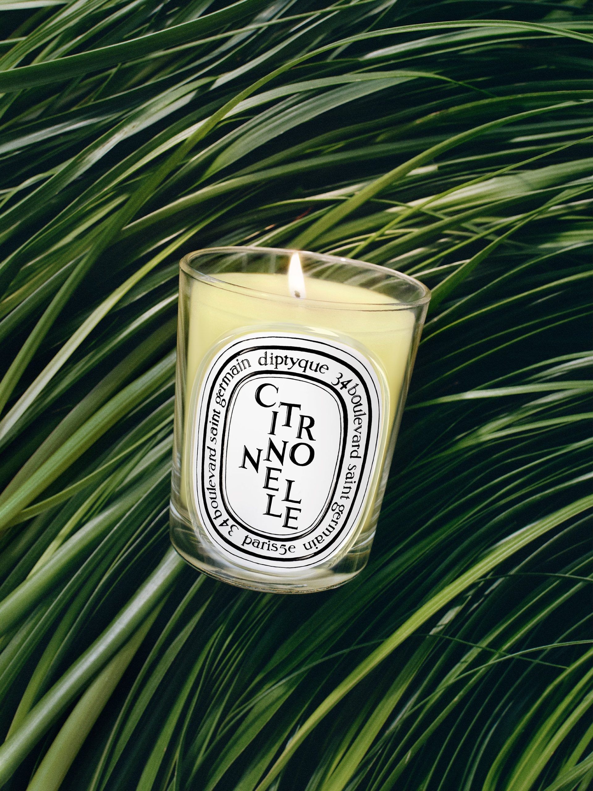 Citronnelle (Lemongrass) - Classic Candle - Image 3