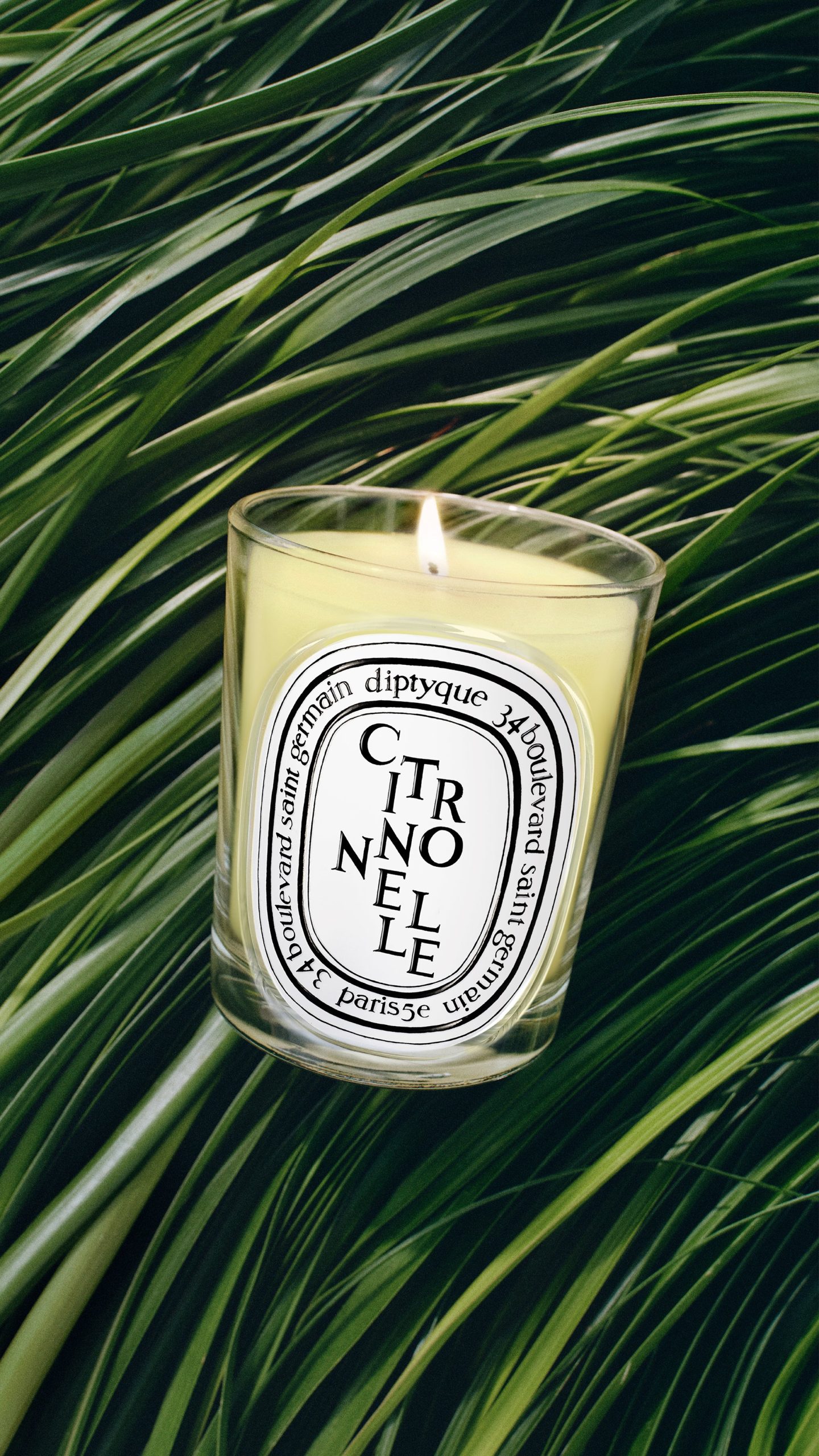 Citronnelle (Lemongrass) - Classic Candle - Image 4